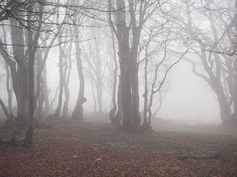 Top 10 Creepiest Forests Around the World - 35