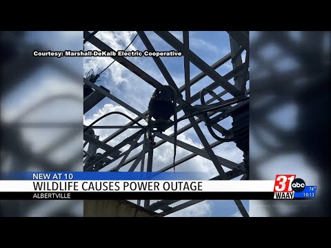 Wildlife Can Cause Power Outages