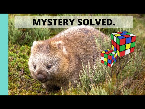 Wombats and their Cube Poop: How Scientists Solved the Mystery