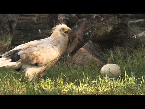 Egyptian Vultures