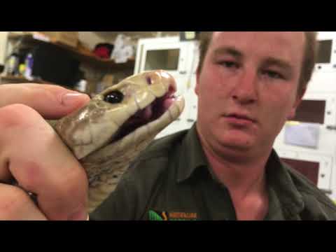 Australian Reptile Park Breaks Taipan Venom Milking Record