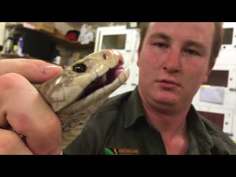 Top 10 Most Venomous Snakes - 68