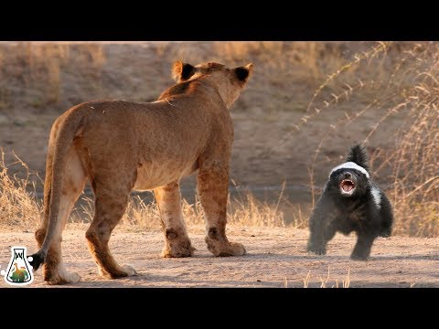 Why honey badger are so fearless?