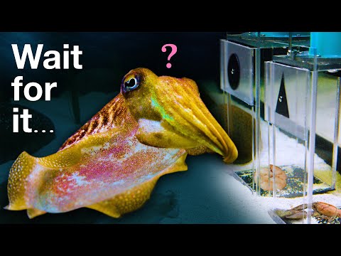 Can this Cuttlefish Pass an Intelligence Test Designed for Children?