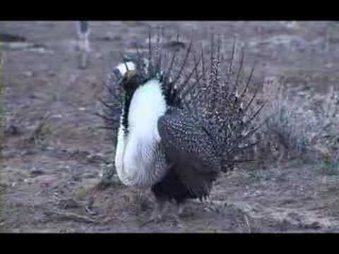 Greater sage-grouse strut display