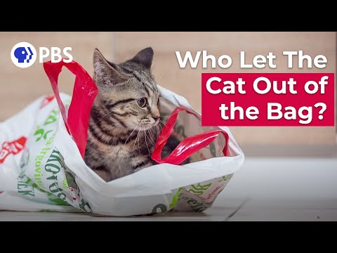 Who Let The Cat Out of the Bag? Piglets! | Say What?!