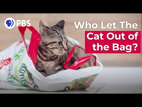 Who Let The Cat Out of the Bag? Piglets! | Say What?! Animal Idioms