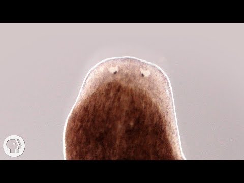 Want a Whole New Body? Ask This Flatworm How | Deep Look