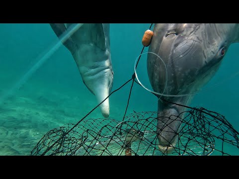 intelligent wild dolphins stealing bait from crab fishermen! World-first footage