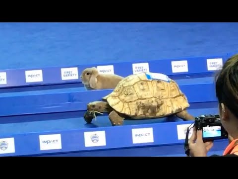 10 Bizarre Animal Races - 55