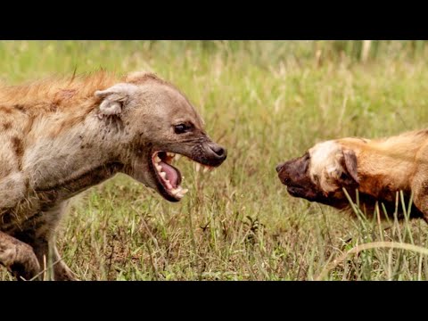 Female Hyenas are Queens of the Pack | Wild Files with Maddie Moate | BBC Earth