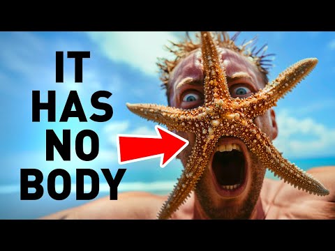 Starfish Are Heads That Can Crawl + Other Animal Facts