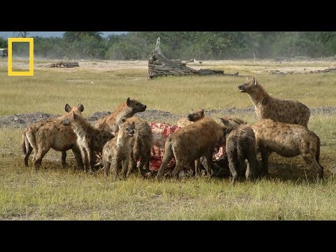 National Geographic | Hyenas Hunt Buffalo | BBC Documentary