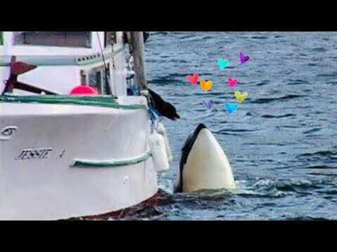 Luna the orca (killer whale) and dog interact! Rare interspecies footage