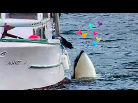 10 Incredible Stories Of Whales  Dolphins And Porpoises - 64