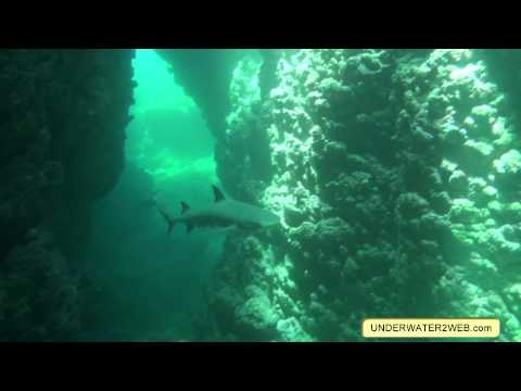 Sharks At Tunnels Reef - Underwater2web.com