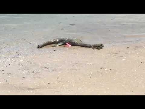 Unknown creature found on barrier islands