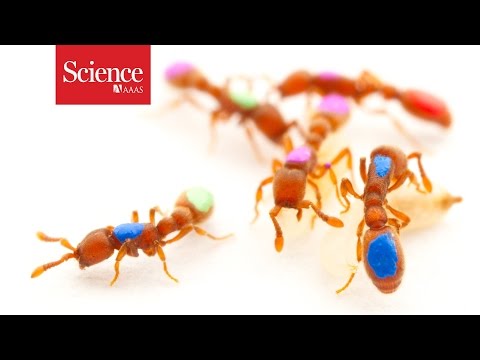 First genetically modified ant shows expanded sense of smell helped ants become social