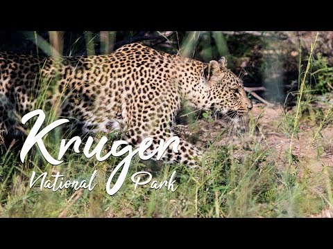 Kruger National Park | Documentary