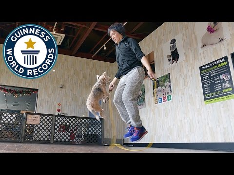 Most skips by a dog and a person - Guinness World Records