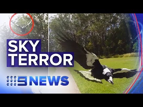 Warnings as magpie swooping season begins | Nine News Australia