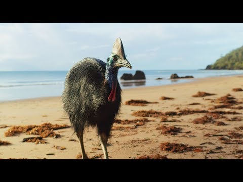 Giant Cassowaries are Modern-day Dinosaurs | Seven Worlds, One Planet | BBC Earth