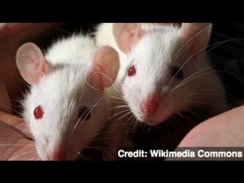 Rats Communicate &#039;Telepathically&#039; via Brain Implant