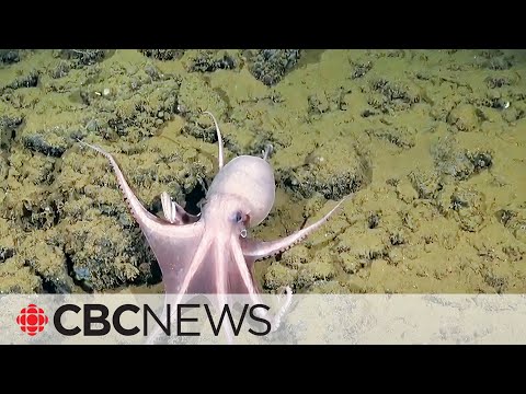 Scientists might have discovered a new octopus species near Costa Rica