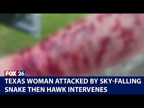 Snake fell from sky onto Texas woman, she&#039;s then attacked by hawk