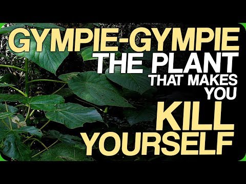 Gympie-Gympie - The Plant That Makes You Kill Yourself (Our Most Painful Experiences)