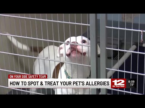 ‘It’s real’: Pet allergies are on the rise