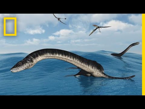 Plesiosaurs 101 | National Geographic