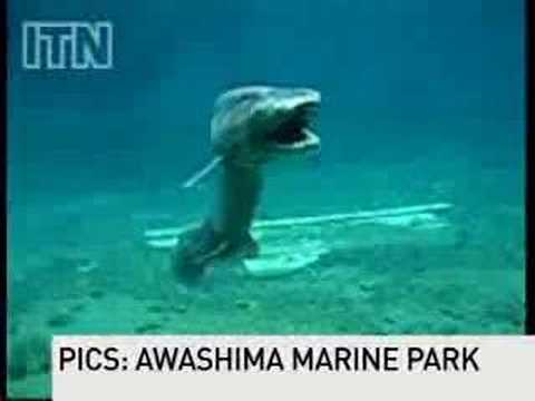 Prehistoric shark captured on film