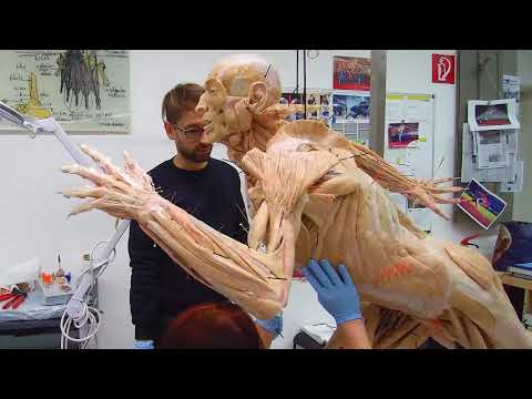 BODY WORLDS &amp; The Art of Plastination (English/Français)