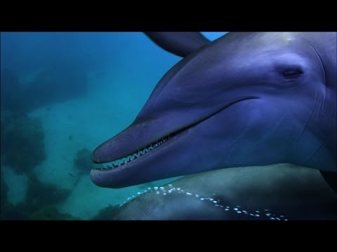 Dolphins purposely &#039;getting high&#039; on pufferfish - Dolphins - Spy in the Pod: Episode 2 - BBC One