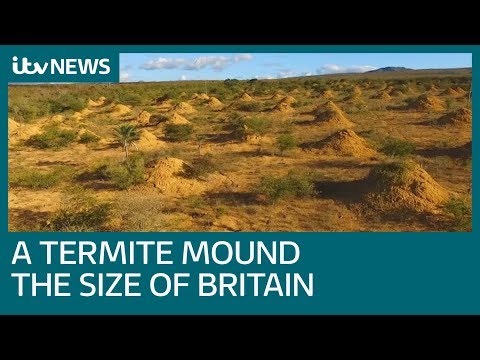 Termite mounds covering area size of Britain found in Brazil | ITV News