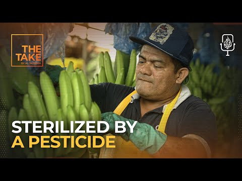 Could a US-banned pesticide be behind mass sterilization? | The Take