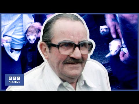 1981: REG MELLOR - KING of the FERRET LEGGERS | Look North | Animal Magic | BBC Archive