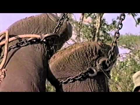 Teen Elephants Gone Wild - from David Tereshchuk