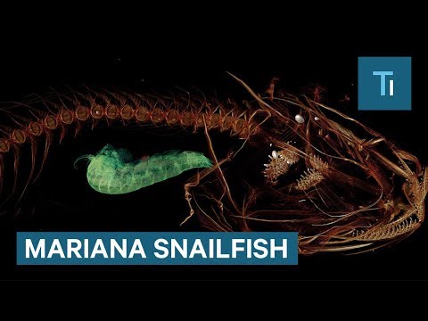 Deepest-ever Fish Recovered For The First Time