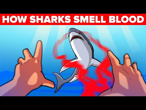 How Sharks Actually Smell Blood