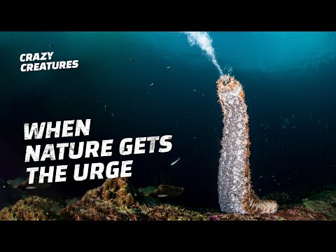 This Is How Sea Cucumbers Defend Themselves