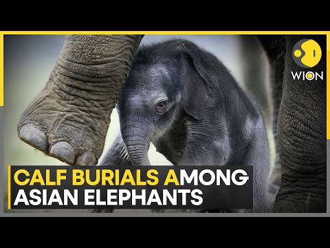 Asian Elephants ritually bury their dead calves says study | WION