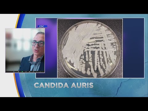Candida Auris, here’s what we know
