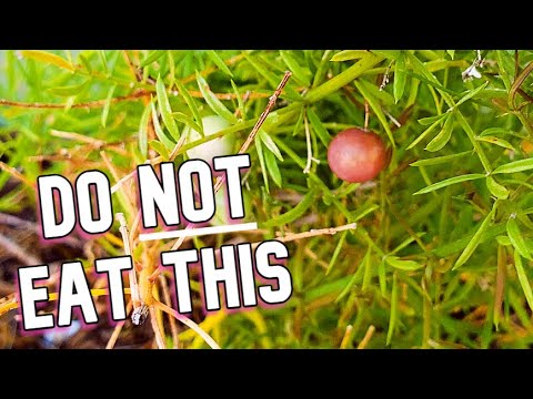 ASPARAGUS HAS A FRUIT (Asparagus fern) - Weird Fruit Explorer