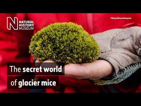 Can plants move on their own? The secret world of glacier mice | Natural History Museum
