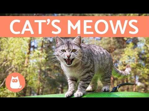 Cat&#039;s Meows and What They Mean