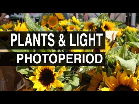 Photoperiod : Plants &amp; Light #102