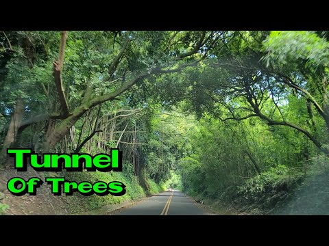 Tunnel Of Trees On Nu&#039;uanu Pali Dr Honolulu | Buhay Hawaii [4K]