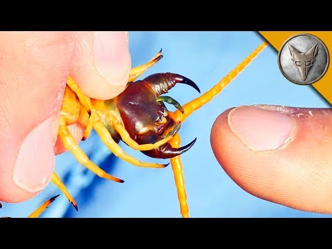 BITTEN by a GIANT DESERT CENTIPEDE!